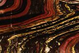Polished Tiger Iron Stromatolite - ( Billion Years) #96229-1